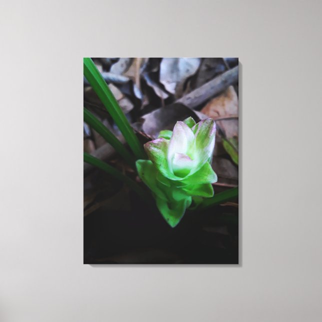 Lienzo flor de açafrão da terra (Anverso)