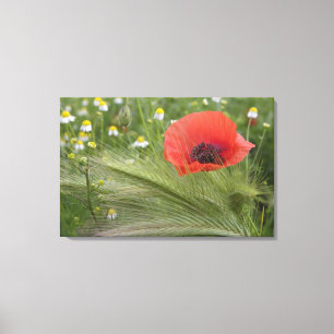 Lienzo Flor de adormidera roja, Toscana, Italia