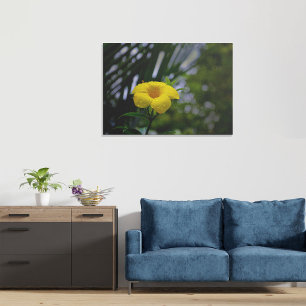 Lienzo Flor de Allamanda Amarilla con gotas de agua