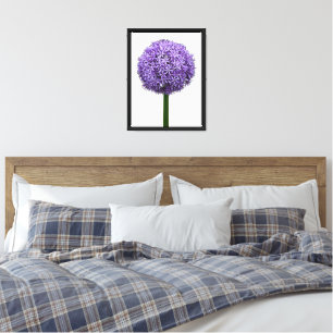 Lienzo Flor de Allium púrpura en flor sobre fondo blanco