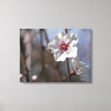 Flor de almendros blancos - Elegante luz de primav