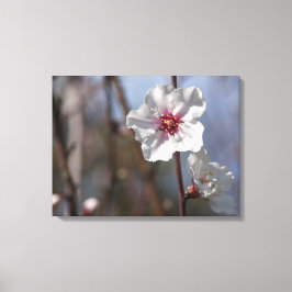Lienzo Flor de almendros blancos - Elegante luz de primav