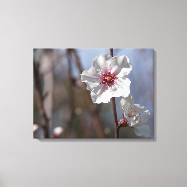 Lienzo Flor de almendros blancos - Elegante luz de primav (Anverso)