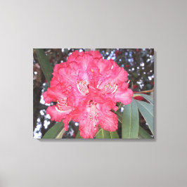 Lienzo Flor de árbol rojo