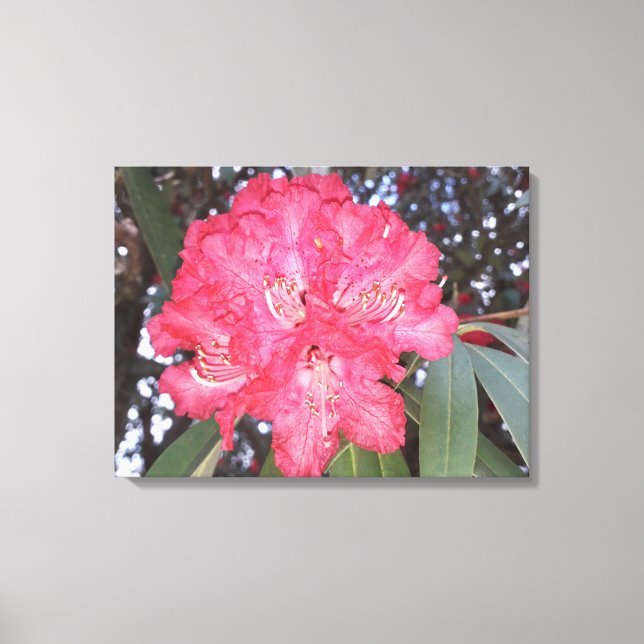 Lienzo Flor de árbol rojo (Anverso)