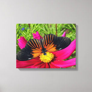 Lienzo flor de aster mexicano con una Doris Longwing
