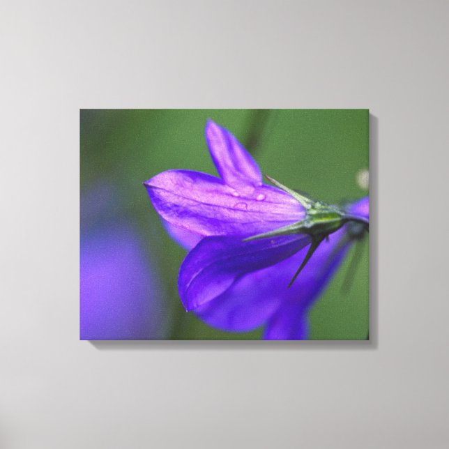 Lienzo Flor de campanilla azul en Independence Pass en (Anverso)