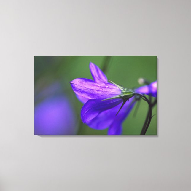 Lienzo Flor de campanilla azul en Independence Pass en (Anverso)
