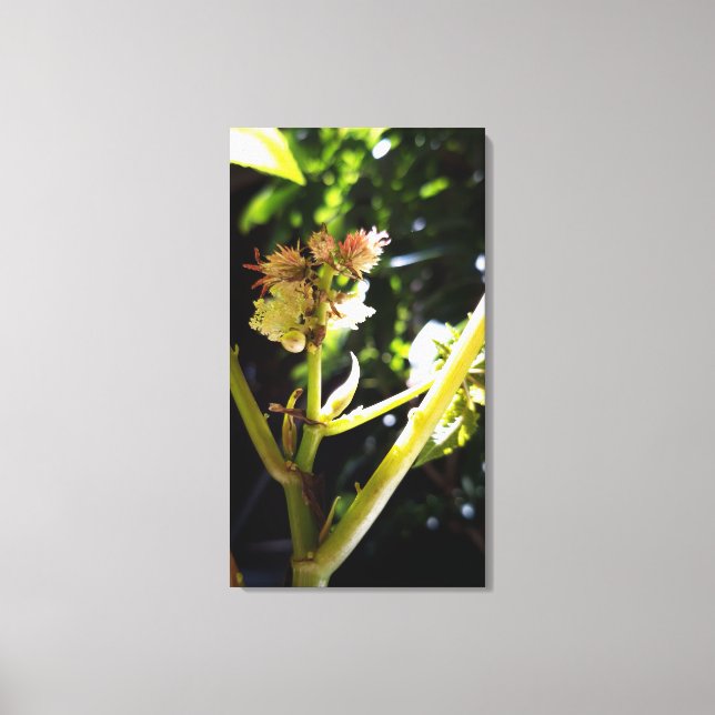 Lienzo Flor de castor, flor (Anverso)