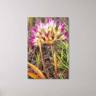 Lienzo Flor De Cebolla En Las Colinas Pintadas