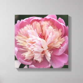 Lienzo Flor de cerca - En flor - Rosa