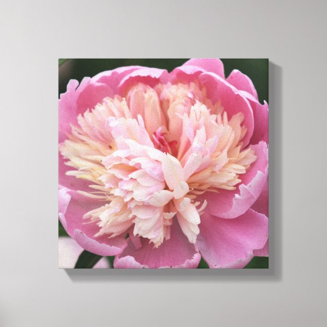 Lienzo Flor de cerca - En flor - Rosa (Anverso)