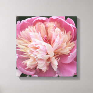 Lienzo Flor de cerca - En flor - Rosa