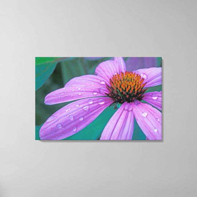 Lienzo flor de cono morado con gotas de agua (Anverso)