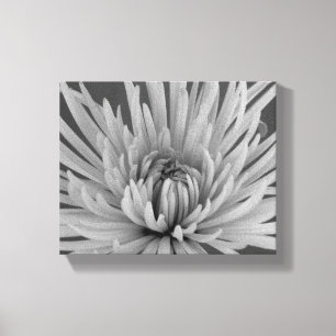 Lienzo Flor de Crisantemo Araña en Blanco y Negro