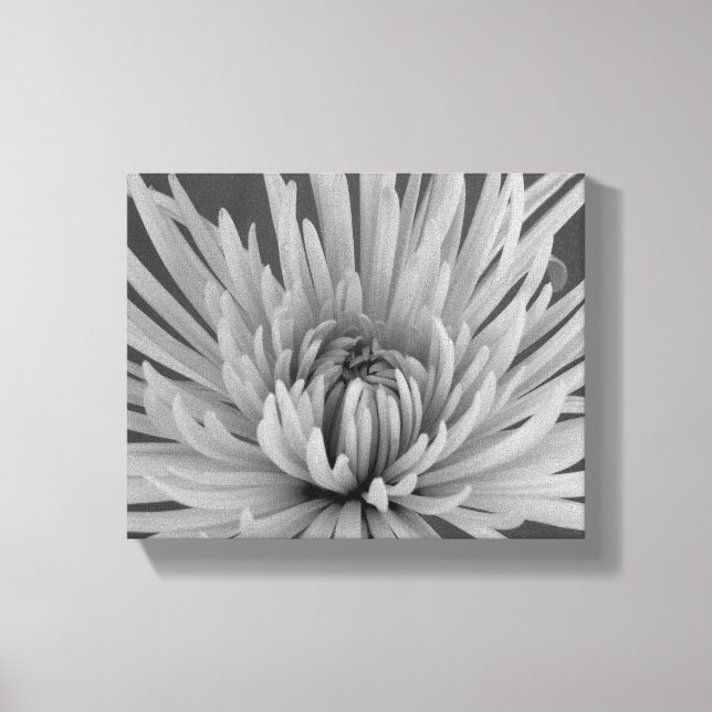 Lienzo Flor de Crisantemo Araña en Blanco y Negro (Anverso)