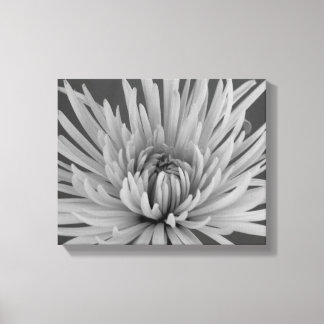 Lienzo Flor de crisantemo negro y blanca