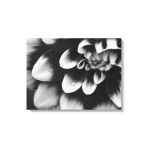 Flor de Dahlia en blanco y negro