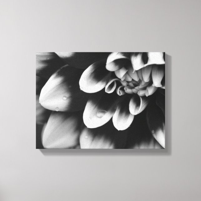 Lienzo Flor de Dahlia en blanco y negro (Anverso)