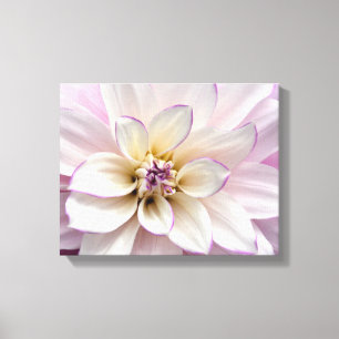 Lienzo Flor de dahlia morada y blanca