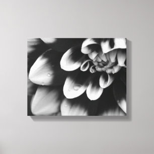 Lienzo Flor de Dahlia Negra y Blanca en Flor