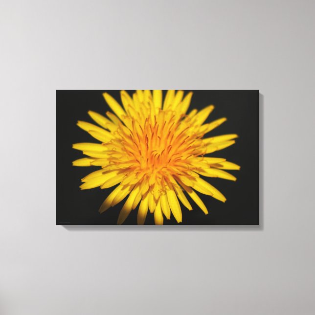 Lienzo Flor de Dandelion 24x16 (60x40cm) (Anverso)