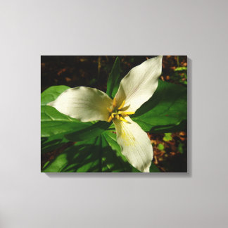 Lienzo Flor de flores de trillio blanco