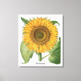 Lienzo Flor de girasol vintage por Basilius Besler
