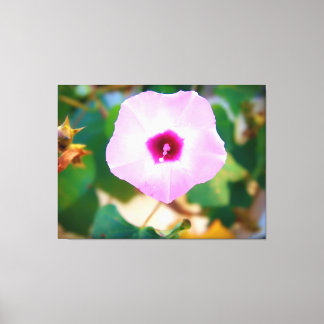 Lienzo Flor de Gloria de la Mañana Rosa