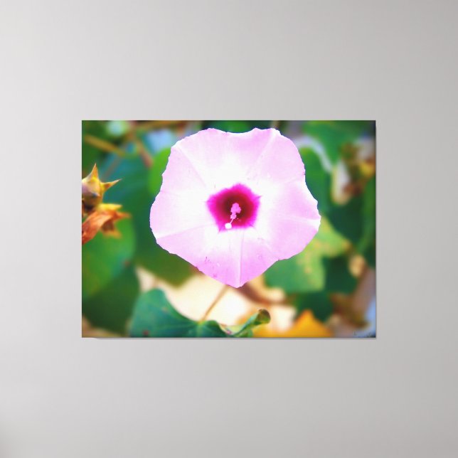 Lienzo Flor de Gloria de la Mañana Rosa (Anverso)