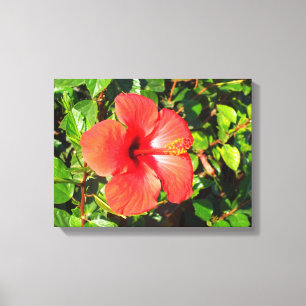 Lienzo Flor de hibisco