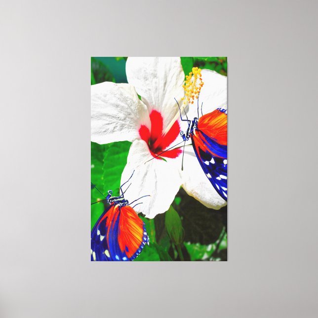Lienzo Flor de Hibiscus con 2 mariposas tigre de largo (Anverso)