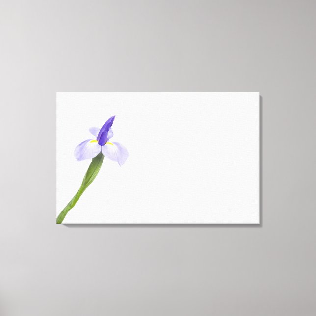 Lienzo Flor de iris. (Anverso)