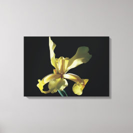 Lienzo flor de iris amarillo con fondo negro.