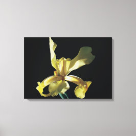 Lienzo flor de iris amarillo con fondo negro.