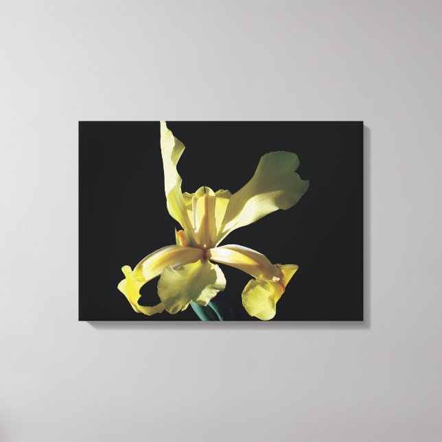Lienzo flor de iris amarillo con fondo negro. (Anverso)