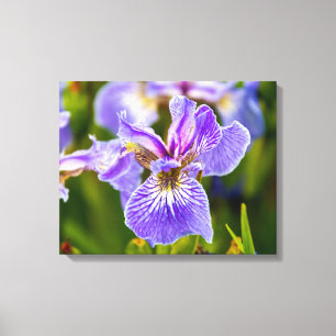 Lienzo Flor de iris púrpura