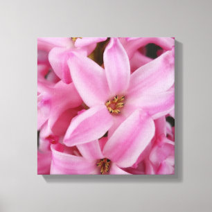 Lienzo flor de jacinto rosa