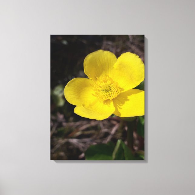 Lienzo Flor de jardín amarilla (Anverso)