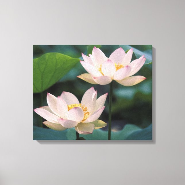 Lienzo Flor de loto en flor, China (Anverso)