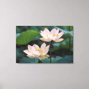 Lienzo Flor de loto en flor, China