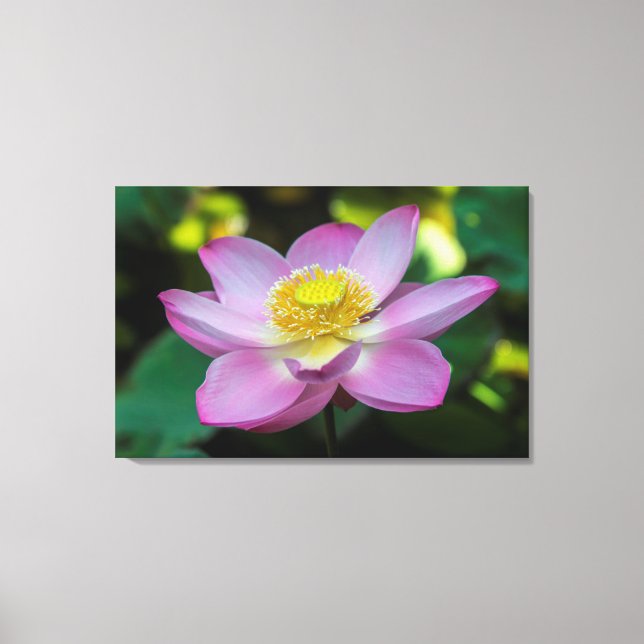 Lienzo Flor de loto florecida, Indonesia (Anverso)