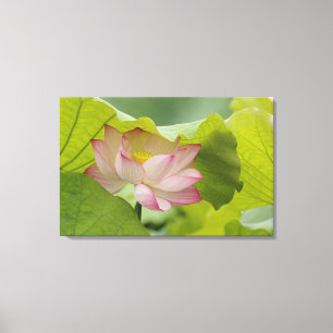 Lienzo Flor de loto, Nelumbo nucifera, China