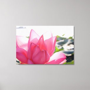 Lienzo flor de loto [Nelumbo speciosum] en plena floració
