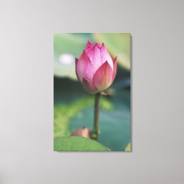 Lienzo Flor de Lotus, Hangzhou, provincia de Zhejiang, (Anverso)
