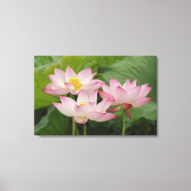 Lienzo Flor de Lotus, Nelumbo nucifera, China 2 (Anverso)