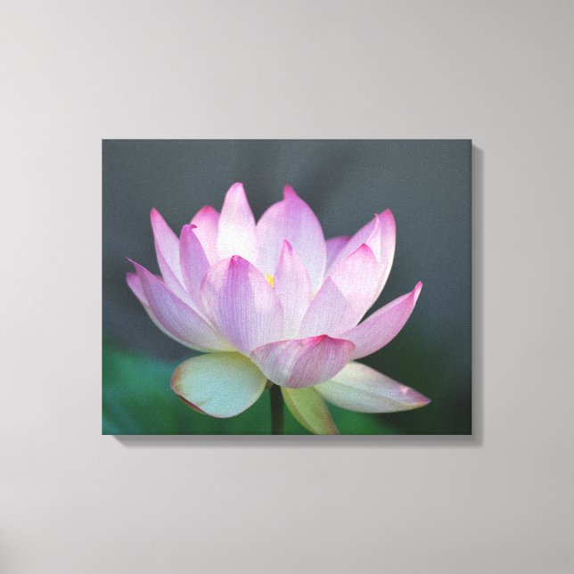 Lienzo Flor de Lotus y su significado (Anverso)