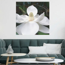 Flor de Magnolia blanca Fotográfica Botánica