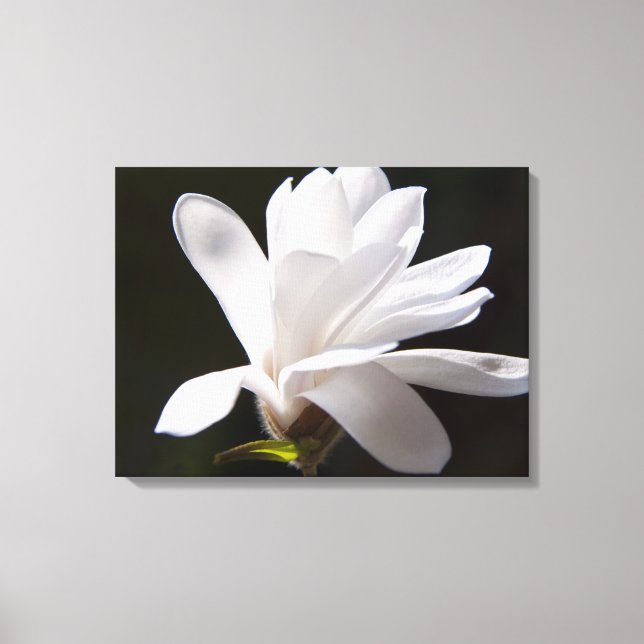 Lienzo Flor de Magnolia canvas Art-Star (Anverso)