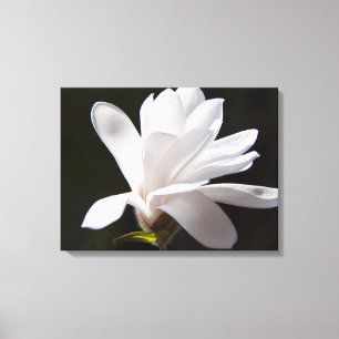 Lienzo Flor de Magnolia canvas Art-Star